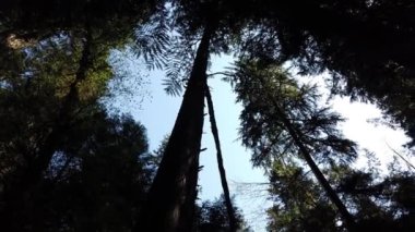 Temperate rainforest in the summer