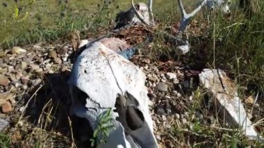 Canadian prairies in the summer