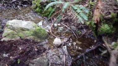 Temperate rainforest in Vancouver