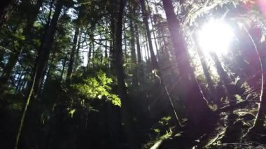 Temperate rainforest in Vancouver