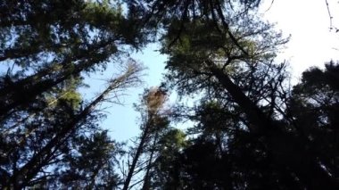 Temperate rainforest in Vancouver