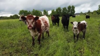 Canadian prairies in the summer