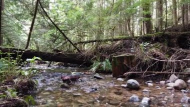 Temperate rainforest in the summer