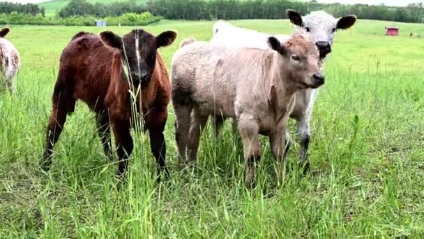 Canadian Prairies Summer — Stock video