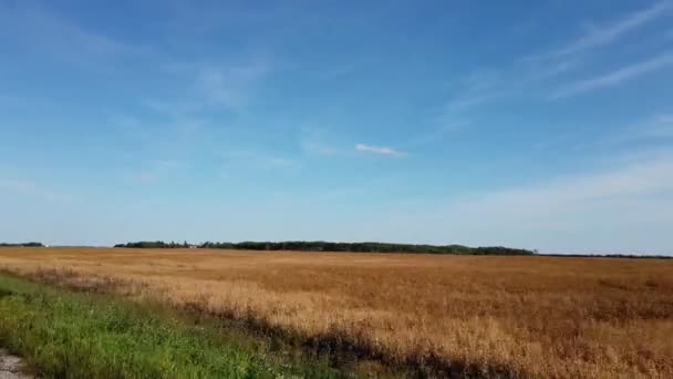 Canadian Prairies Summer — Stock Video