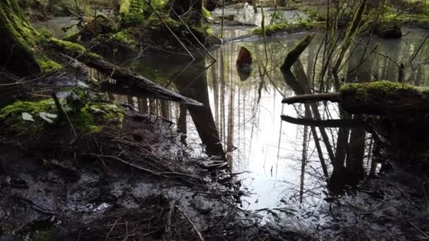 Temperate Rainforest Scene Vancouver British Columbia — Vídeo de Stock