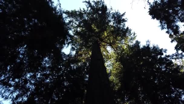 Temperate Rainforest Vancouver British Columbia — Stockvideo