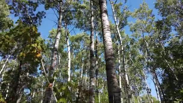 Canadian Prairies Summer — Stok Video