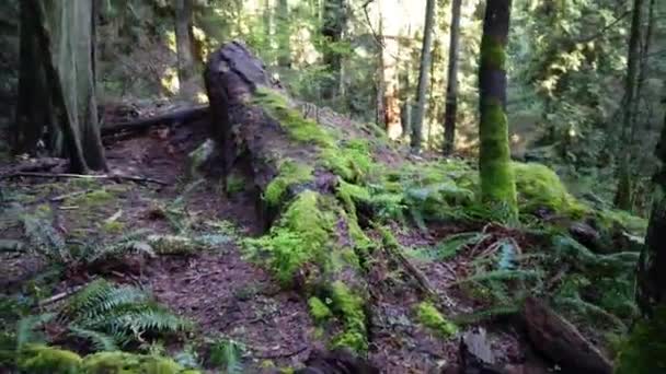 Temperate Rainforest Vancouver British Columbia — стоковое видео