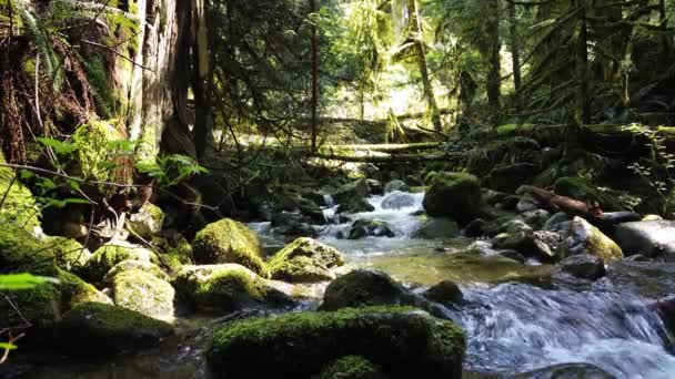 Temperate Rainforest Summer — Vídeos de Stock