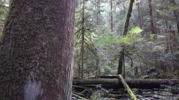 Temperate Rainforest Scene Vancouver British Columbia — стоковое видео