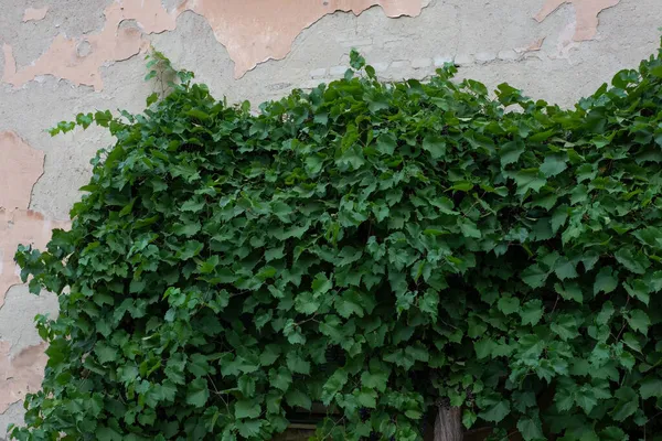 Textur der alten Steinmauer mit Blättern wilder Straßentrauben — Stockfoto