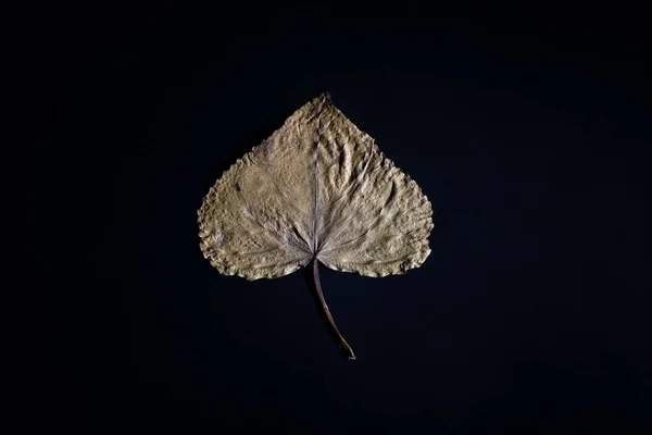 Automne feuille dorée sèche en forme de coeur. sur fond noir Concept d'amour d'automne minimaliste créatif — Photo