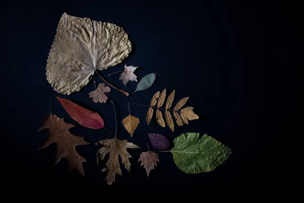 Sonbahar yapraklarının siyah zemin üzerindeki yaratıcı sonbahar kompozisyonu — Stok fotoğraf