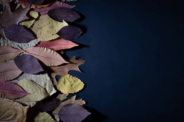 黒を基調とした多色の紅葉 — ストック写真