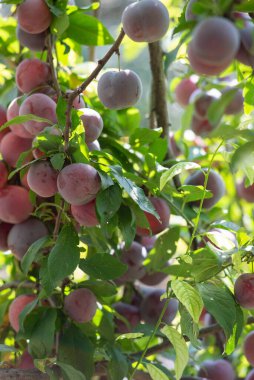 Meyveleri salkımlarla sarkmış muz ağaçları,.