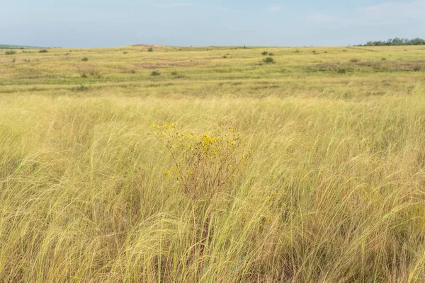 Wiejskie Pola Krajobrazowe Lecie Żółtą Suchą Trawą Sierpień Ukraina — Zdjęcie stockowe