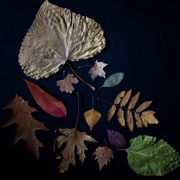 Kreative Herbstliche Komposition Von Herbstblättern Auf Schwarzem Hintergrund — Stockfoto