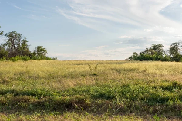 Wiejskie Pola Krajobrazowe Lecie Żółtą Suchą Trawą Sierpień Ukraina — Zdjęcie stockowe