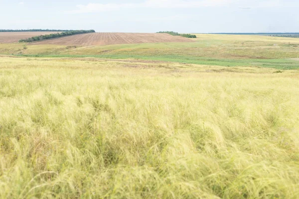 草原の背景畑の風景の中に黄色の草 — ストック写真