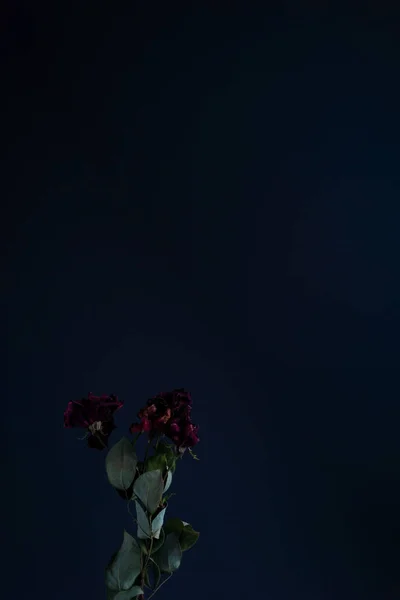 Rosas Rojas Secas Minimalista Otoño Naturaleza Muerta Sobre Fondo Oscuro —  Fotos de Stock