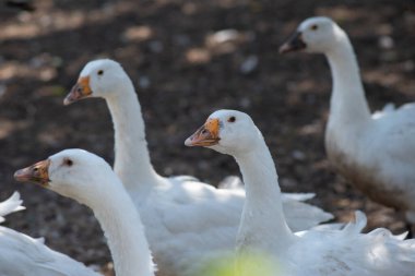 Köydeki yerli beyaz kaz sürüsü..