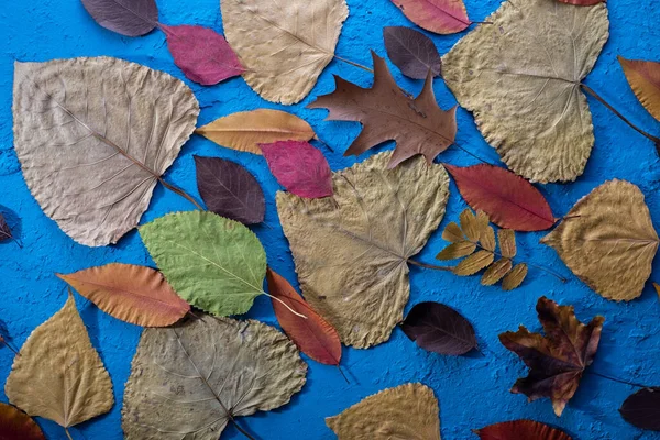 Осенние Листья Голубом Фоне Неба — стоковое фото
