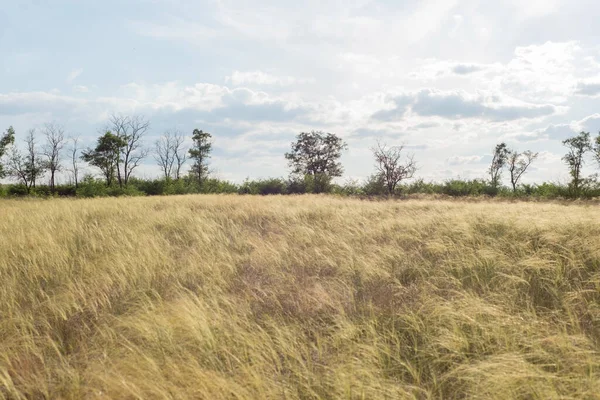 Wiejskie pola krajobrazowe w lecie z żółtą suchą trawą sierpień Ukraina — Zdjęcie stockowe