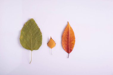 Anne baba ve bebek aile kavramı Sonbahar yaprakları beyaz arka planda