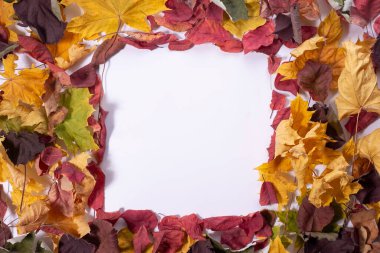 Beyaz arkaplanda sonbahar yapraklarından oluşan kare desen.