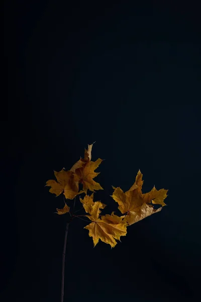 Outono Minimalista Ainda Folha Vida Fundo Escuro — Fotografia de Stock