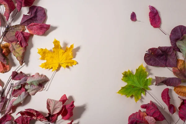 ベージュ地の葉の秋のカラフルな背景 近代色 — ストック写真