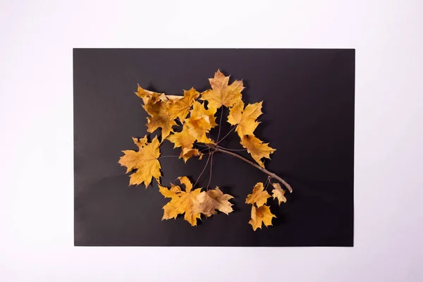 Jesienny Skład Kolorowych Jesiennych Liści Czarnej Kwadratowej Ramie Białym Tle — Zdjęcie stockowe