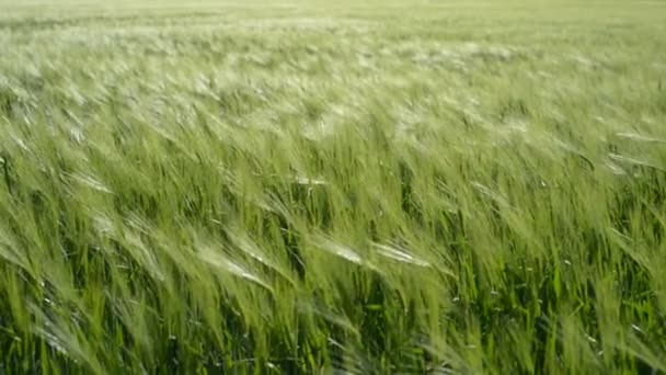 Förflyttning av spikelets av unga gröna vete på våren i ett fält i Ukraina — Stockvideo