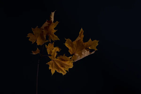 Koyu Arkaplanda Minimalist Sonbahar Natürmortu — Stok fotoğraf