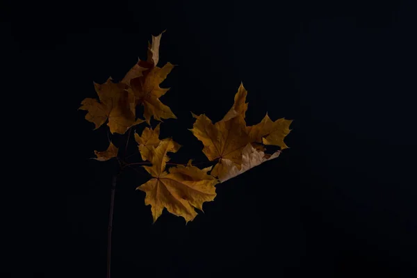 Minimalistisk Höst Stilleben Mörk Bakgrund — Stockfoto