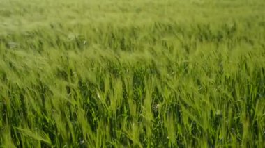 Baharda Ukrayna tarlasında genç yeşil buğday dallarının hareketi.
