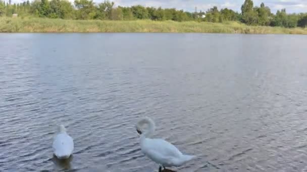 Ένα Ζευγάρι Λευκών Ωρολογιακών Κύκνων Που Πλένονται Δίπλα Στο Νερό — Αρχείο Βίντεο