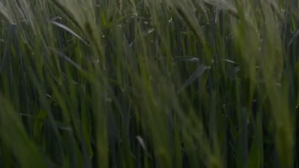 Movimiento Espiguillas Trigo Verde Joven Primavera Campo Ucrania — Vídeo de stock