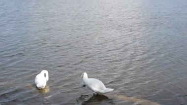 Yazın rüzgarlı havada beyaz kuğular su kenarında yıkanır..