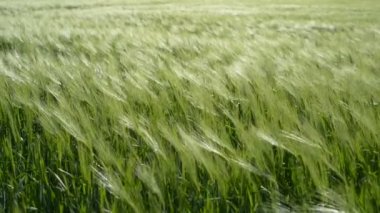 Baharda Ukrayna tarlasında genç yeşil buğday dallarının hareketi.