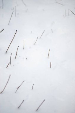 Kış arkaplan minimalizmi. Karların altından dallar.