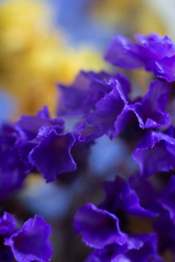 yellow-blue flowers macro photography statice flowers close-up.