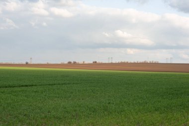 Ukrainian landscape of a green field in spring against a cloudy sky.