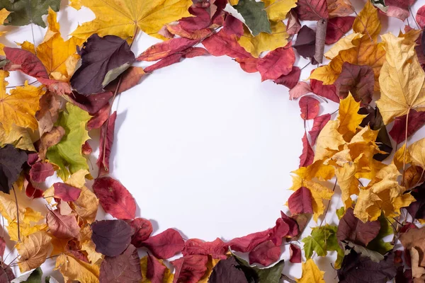 circle of autumn leaves on a white background autumn abstraction.