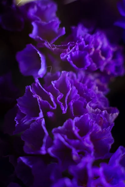 Statice Notched Purple Attraction Dramatic Macro Photography Purple Flowers — Fotografia de Stock
