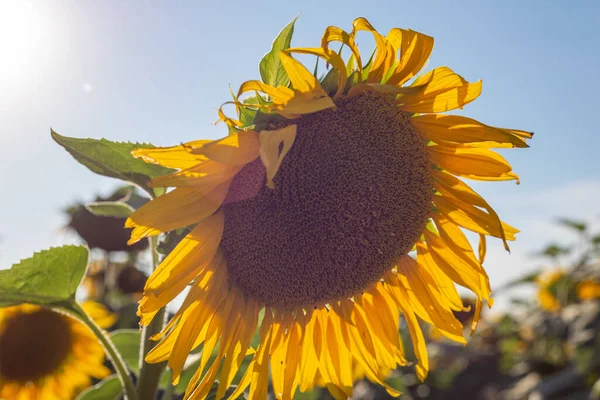 Beautiful Sunflower Close Field —  Fotos de Stock