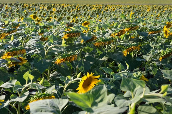 Field Sown Sunflower Landscape Ukrainian Summer Noon — Foto Stock