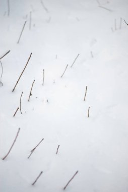 Kış arkaplan minimalizmi. Karların altından dallar.