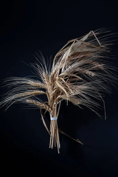 a bunch of ears of wheat on a black background.